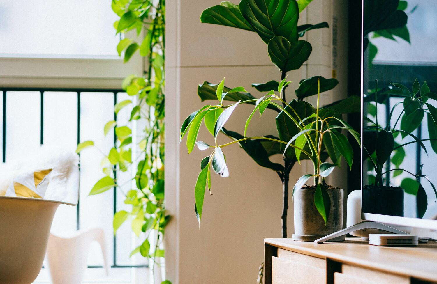 Живая зелень в современном интерьере: как добавить в дом уют и свежесть